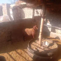 قوچ‌وبره‌نر|حیوانات مزرعه|نیشابور, ریوند|دیوار