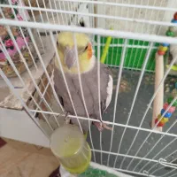 عروس هلندی|پرنده|مشهد, شهید احمدی روشن|دیوار