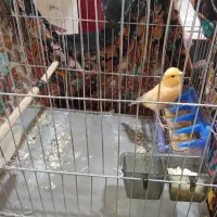 قناری نر ماده