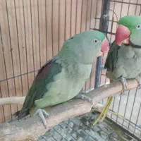 شاه طوطی مولد