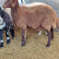 گوسفندمیش  سنجابی وهمو دوراس ابستن دوقولوزا|حیوانات مزرعه|کرمان, |دیوار