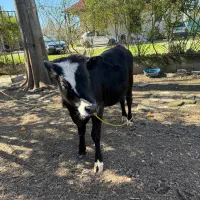 گوساله نر|حیوانات مزرعه|رشت, گیل|دیوار