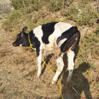 گوساله هلشتاین|حیوانات مزرعه|خرمآباد, |دیوار