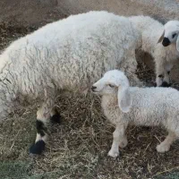 بز مری با مهره ماده گوسفند جناب با دوباره نر وماده|حیوانات مزرعه|زابل, |دیوار