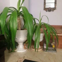 گل زرتی با گلدان|گل و گیاه طبیعی|شیراز, کوشک میدان|دیوار