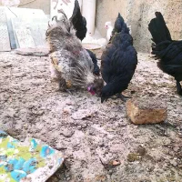 مرغ و خروس زینتی ابریشمی لهستانی ایام سمانی|حیوانات مزرعه|سبزوار, فرهنگیان|دیوار