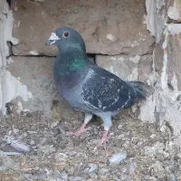 لباس. طرح دار