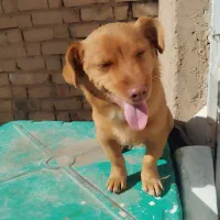 سگ خانگی|سگ|مرودشت, بیست متری بیمارستان|دیوار