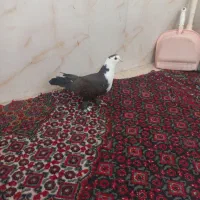 کبوتر رنگی|پرنده|قم, شهرک طالقانی|دیوار