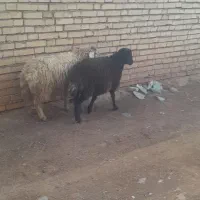 ۲عدد برره فروشی|حیوانات مزرعه|سبزوار, قصبه غربی|دیوار