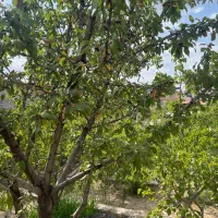 ویلاباغ۸۰۰زمین۷۰بناچشم انداز دوکله*مهرابادسروستان*|فروش خانه و ویلا|رودهن, |دیوار