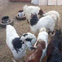 بزغاله‌پاکستانی‌فروشی