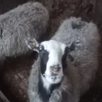 گوسفند رومانوف اصل