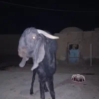 بز تک شاد گلابی