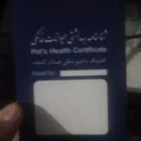 سگ اشپیتزسایز کوچک|سگ|بم, |دیوار