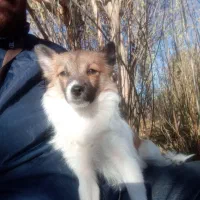 گمشده این سگ