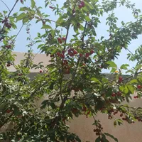 ویلا نقلی۴۰۰متر۶۰متربناسندتک برگ انشعابات دماوند|فروش خانه و ویلا|تهران, تهرانپارس جنوبی|دیوار