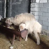 میش بره دار