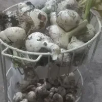 موسیر