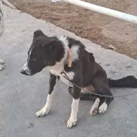 سگ.