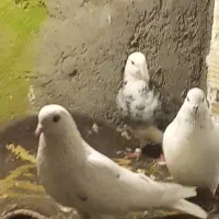 کفتر پتی والا