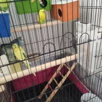 مرغ عشق دو رگه، با قفس مشکیه.