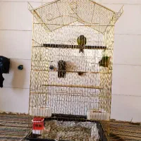 طوطی گرینچیک|پرنده|ایلام, |دیوار