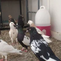 سینه سیاه