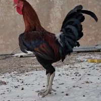 خروس محلی  اصل