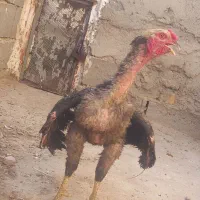خروس لاری