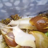 حلرون