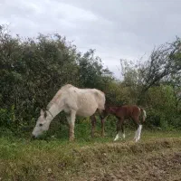 مادیان به همراه کره مادیان