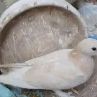 کفتر زرد|پرنده|کرمان, |دیوار