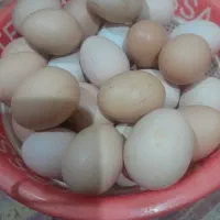 تخم‌مرغ محلی