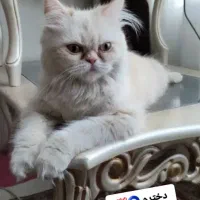 نر و ماده اصل|گربه|آمل, |دیوار