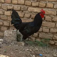 خروس محلی