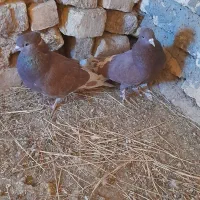 دو جفت کفتر سرخ پرشی