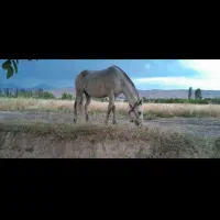 اسب مادیان|اسب و تجهیزات اسب‌سواری|سنندج, |دیوار