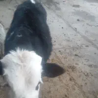 گوساله سیمینتال