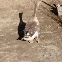 یک عدد غاز رسمی نر