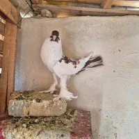 نر بادکنکی|پرنده|برخوار, |دیوار