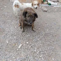 دوعددسگ تربیت شده دانه پنج میلیون