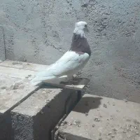 با سلام چند عدد کفتر|پرنده|گنبد کاووس, |دیوار