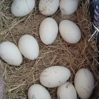 تخم غاز تازه