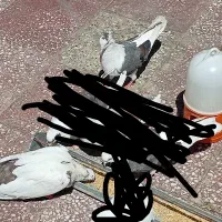 دم قهوی