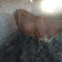 گاو ابستن