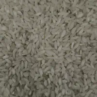 برنج محلی اصل