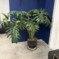 گل برگ انجیری بزرگ و سبز و سالم به فروش میرسد
