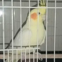 عروس لوتینو