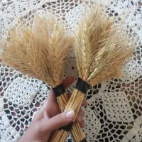گندم|گل و گیاه طبیعی|قم, نخودی|دیوار